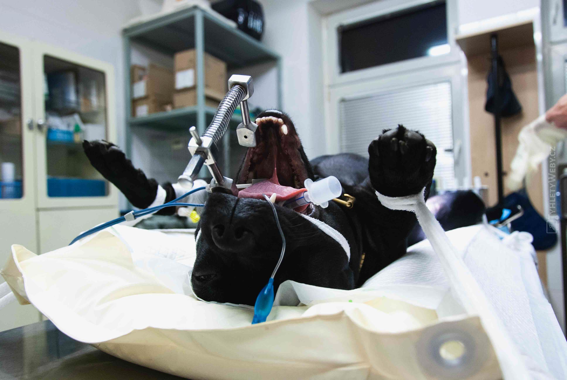 A.A.R. Veterinární klinika Kolín