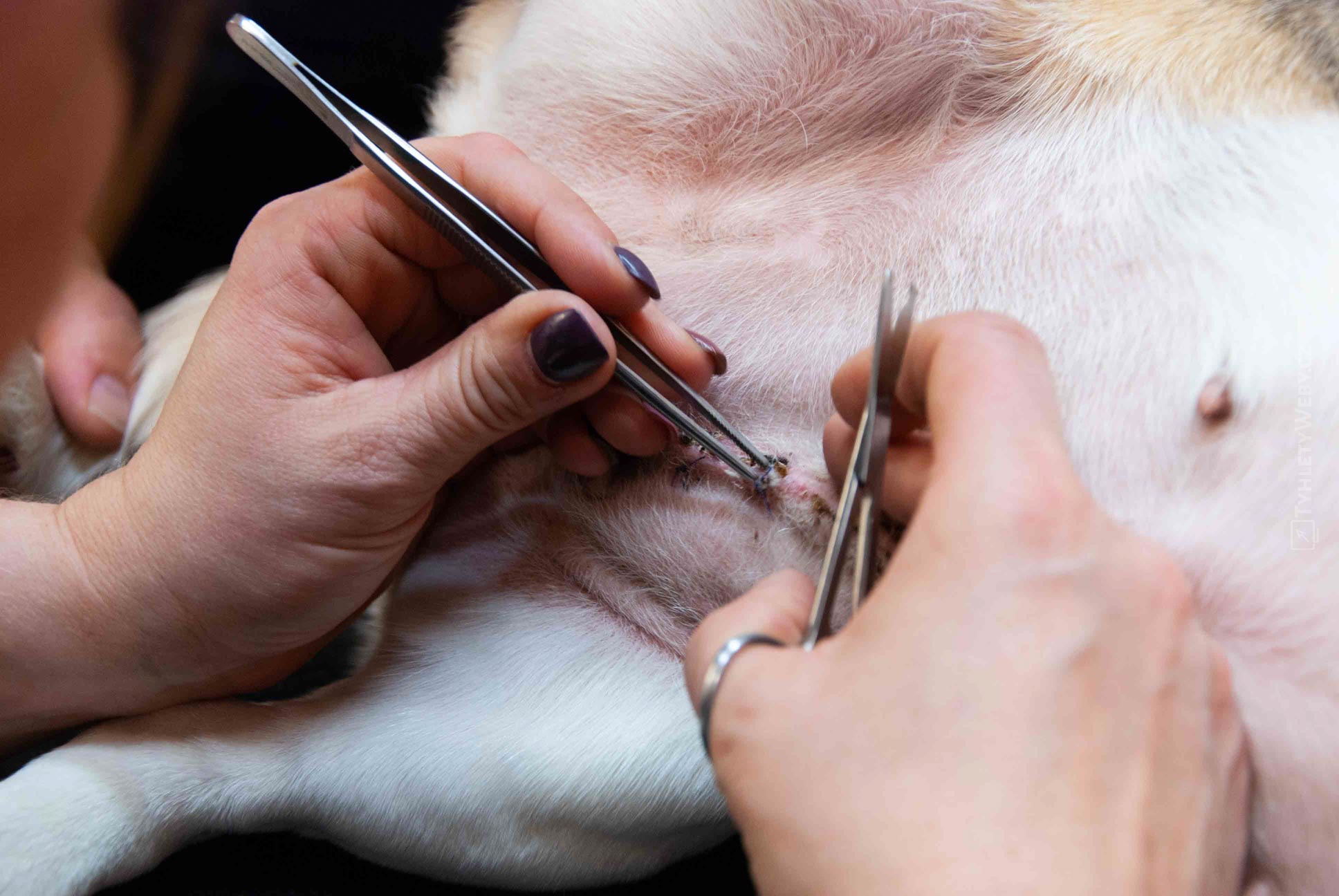 A.A.R. Veterinární klinika Kolín