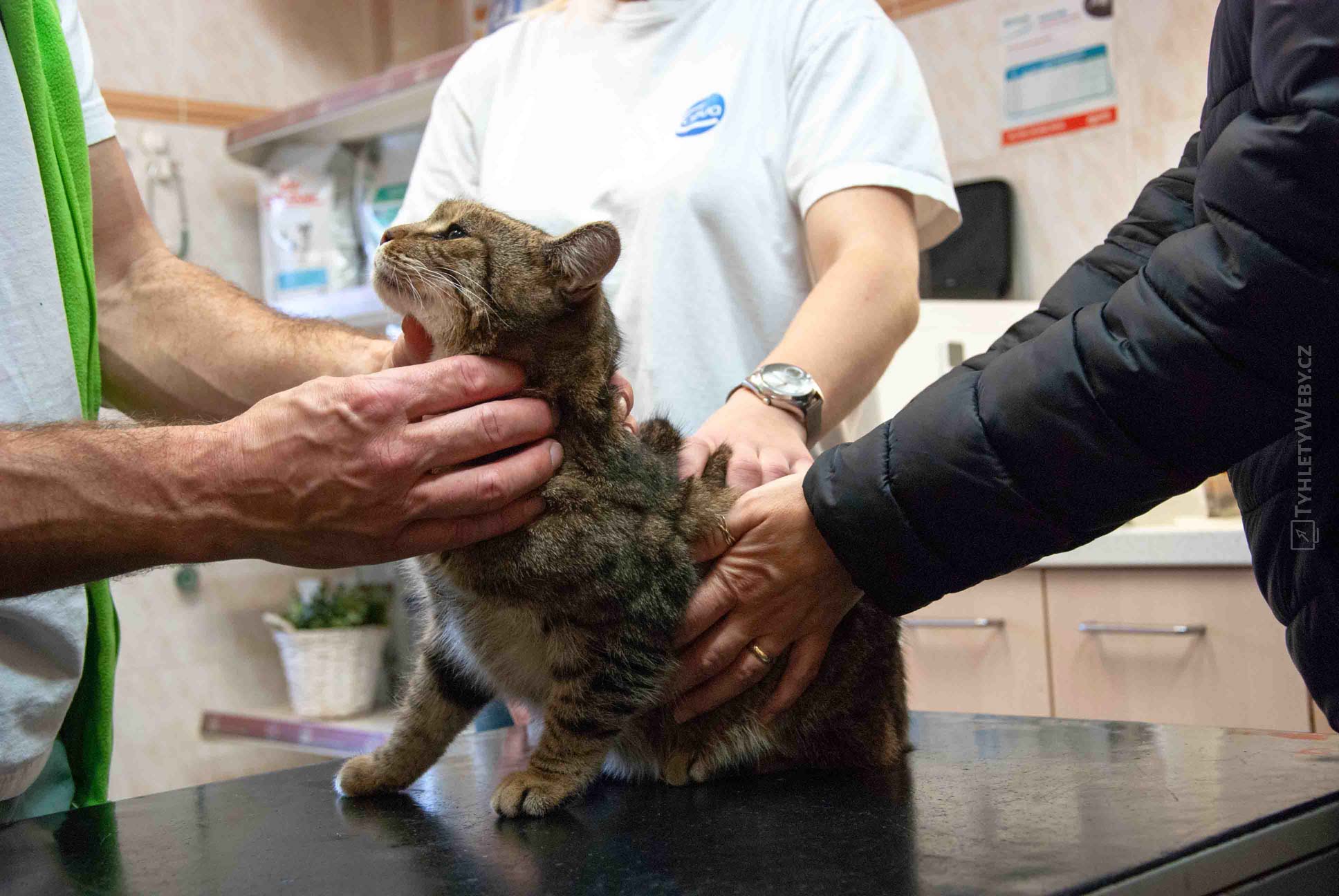 A.A.R. Veterinární klinika Kolín