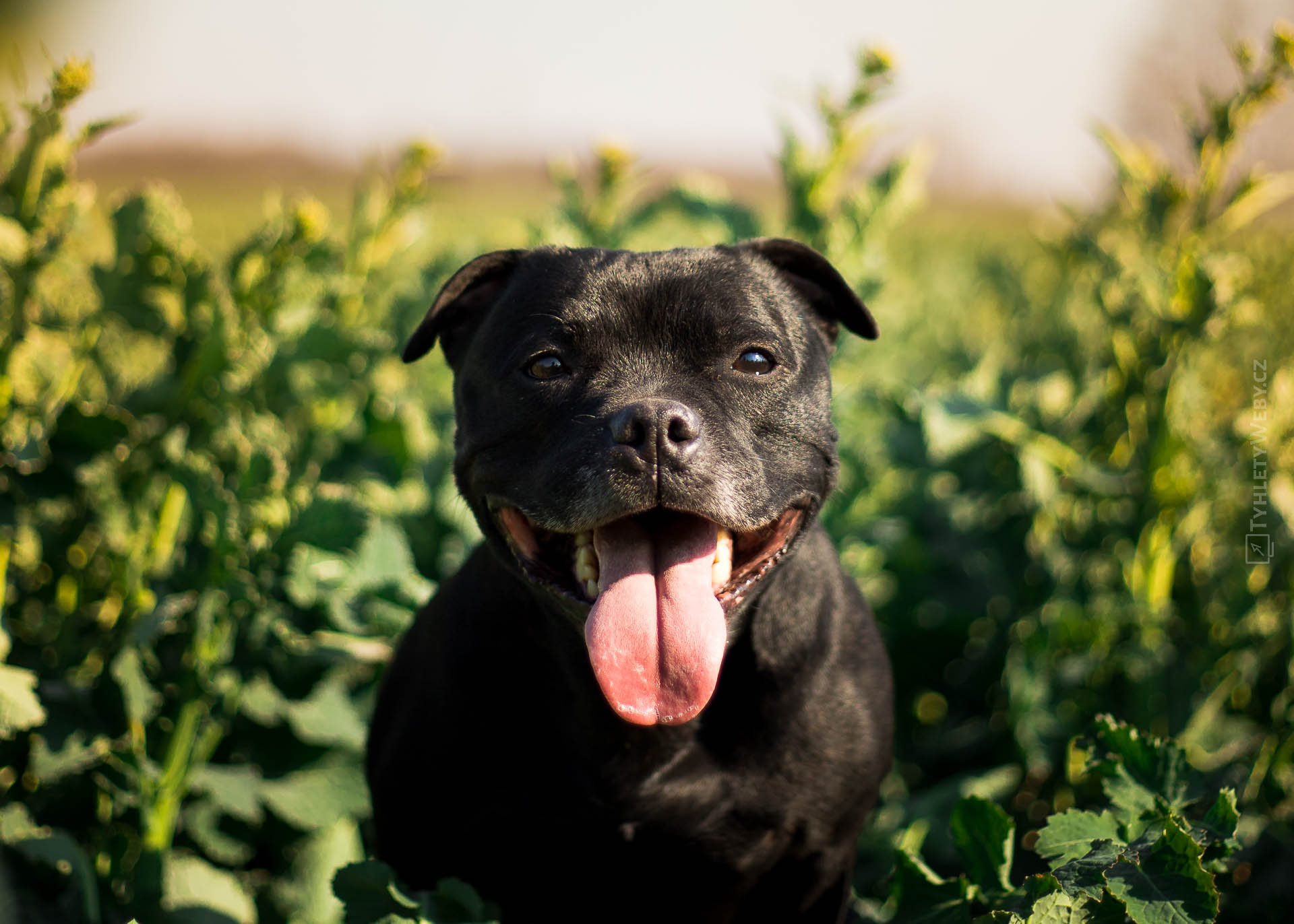 CHS Domidar Dogs