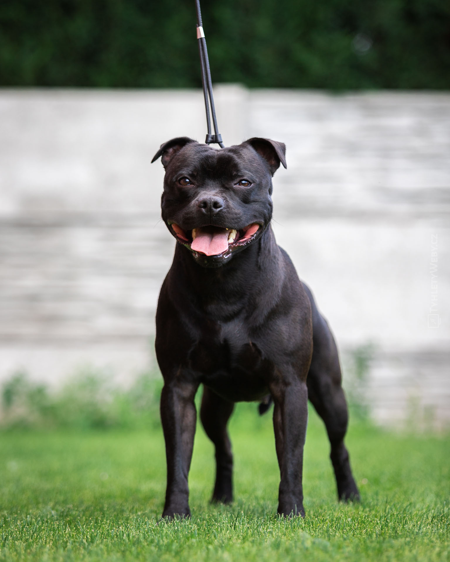 CHS Domidar Dogs