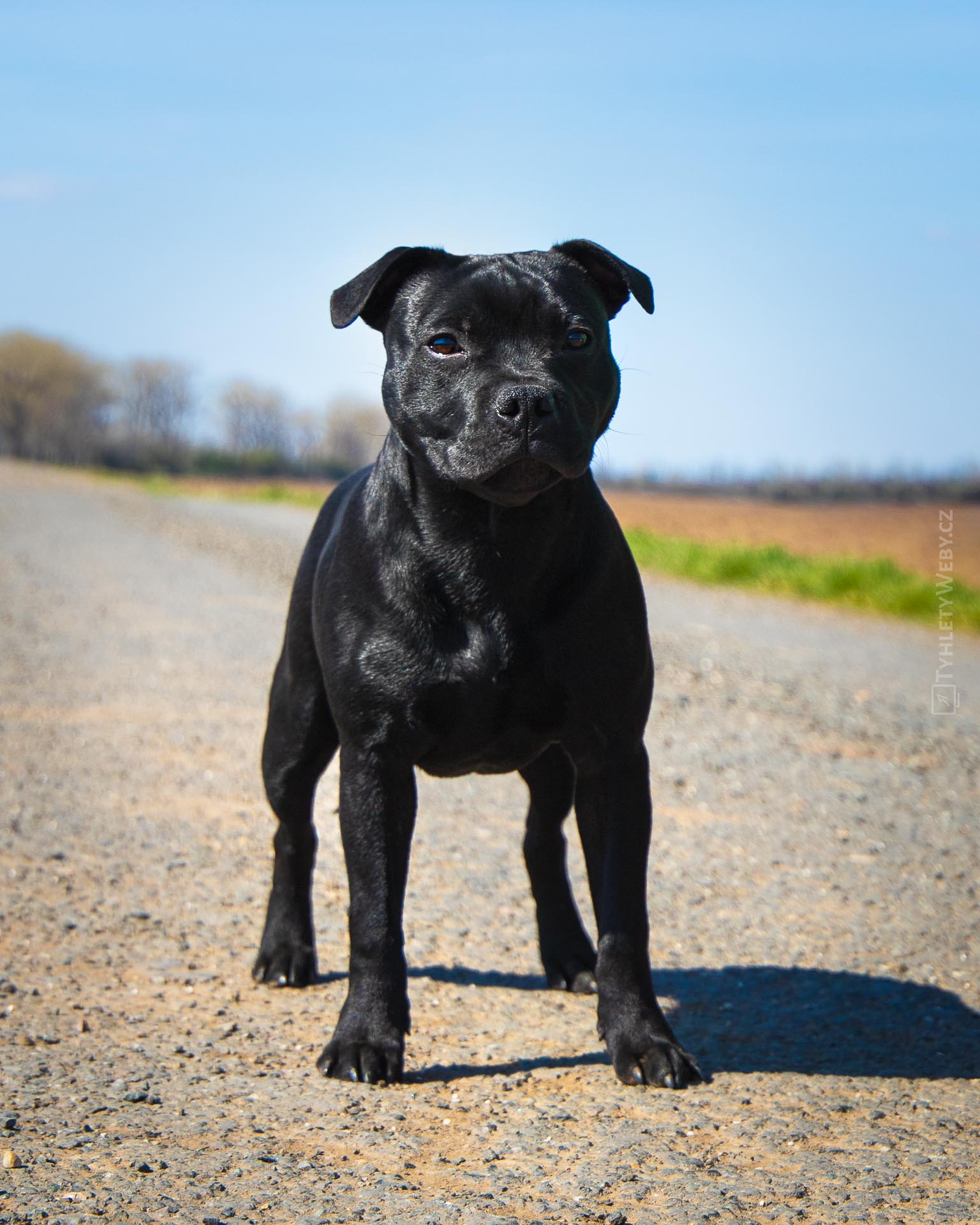 CHS Domidar Dogs