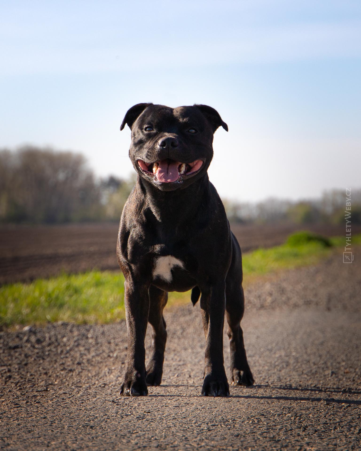 CHS Domidar Dogs