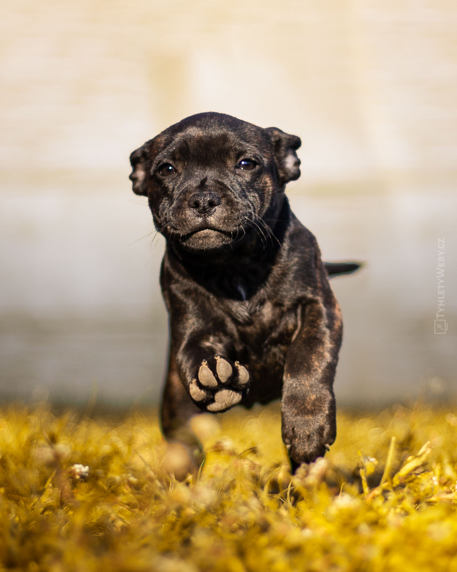 CHS Domidar Dogs